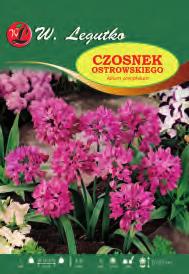 Allium oreophilum V 25-30cm