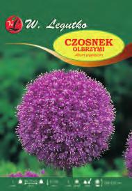 schubertii Allium moly V
