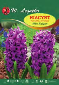 Hiacynt