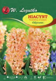 orientalis