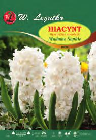 histrioides rys