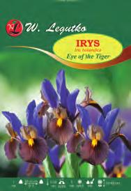 Kus Crocus