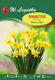15 Large Yellow