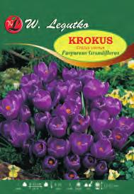 Narcissus