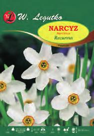 16 Tazetta Narcissus V-X