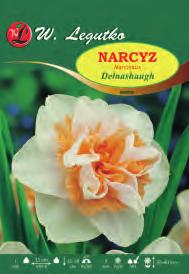 Narcissus Poeticus