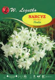 pełny Narcissus V-X