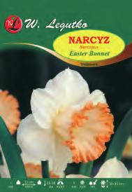 Narcissus V-X
