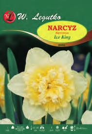 trąbkowy   