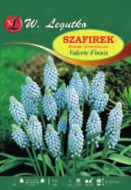 V X-X Szafirek armeński