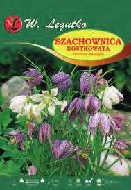 Muscari aucheri X-X V/V