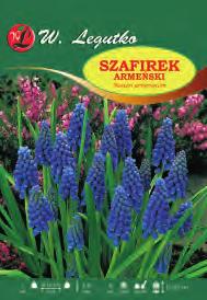 azureum /V V-V Szafirek