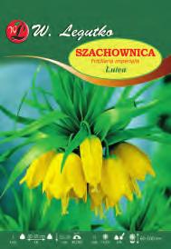 głębokość rozstawa