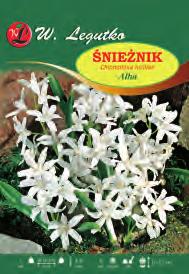 Szafirek Muscari latifolium