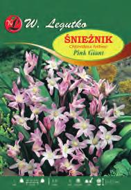 Szczawik Oxalis adenophylla