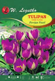 22 botaniczny Tulipa X-X /V
