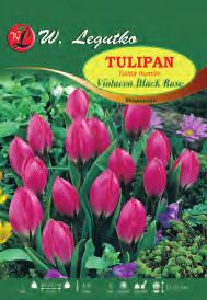 Princess botaniczny Tulipa