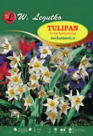 Gem botaniczny Tulipa