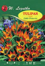 Tulipa polychroma