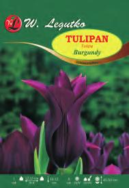Tulipa X-X