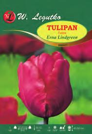 Tulipa X-X