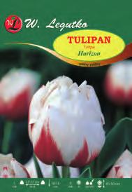 Tulipa X-X