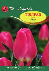 Tulipa 29