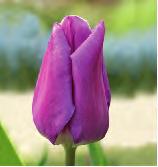 Greiga Annie Schilder Gavota Magic Lavender Miranda