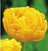 Plaisir Sun Lover mieszaniec Darwina Kaufmanna Greiga