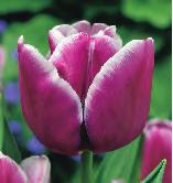 36 Zestaw 17 Arabian Mystery Corsage Greiga Hamilton