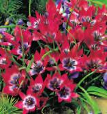 Beauty botaniczny