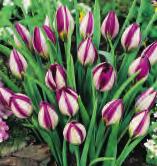 botaniczny Violacea