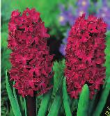 orientalis Blue Star