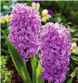 Pink Pearl orientalis Splendid