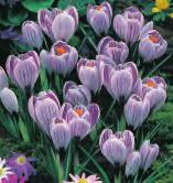 tommasinianus chrysanthus