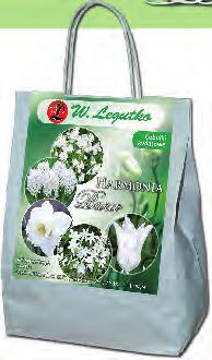 tulipany tulipany Kompozycja czerwono-biała Kompozycja