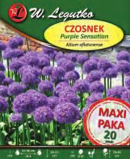 7 Purple
