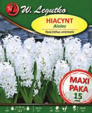 Hiacynt