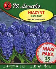 Blue Star