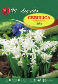 campanulata Cebulica