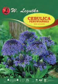 Cebulica peruwiańska