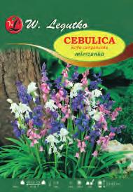 Cebulica syberyjska