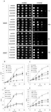 CsCAX2 and CsCAX4 were cloned in frame at the N- terminus with the GFP gene in the pmdc43 vector and expressed in the A. thaliana protoplasts.