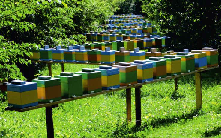 150 I Pomorska Konferencja Pszczelarska 2017 Plus jest rozwiązanie problemu kłopotliwego i kosztownego zasiedlania rodzinek weselnych każdego roku.