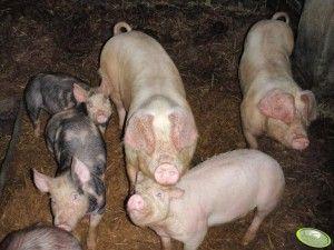 założeniu, że prosięta do dalszej produkcji zostały wyhodowane też w Polsce.