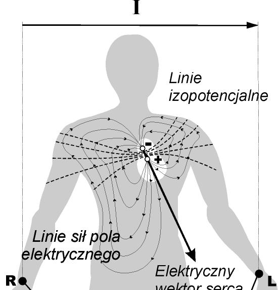 Augmented limb leads Odprowadzenia