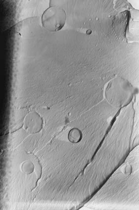 POLIMERY 2006, 51, nr 11 12 815 2,5 µ m Rys. 9. Mikrofotografia TEM prze³omu kompozycji EP827/NZ Fig. 9. TEM image of the fracture of EP827/NZ composition 2,5 µ m a) b) 2,5 µ m Rys. 10.