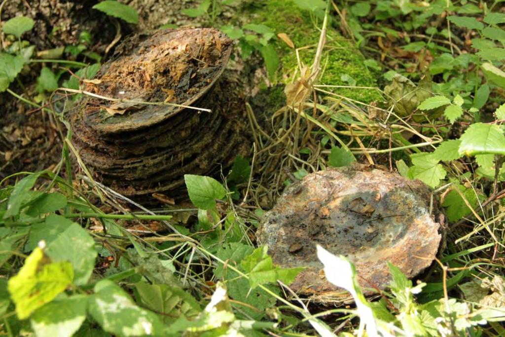 archeologia datowania radiometrycznegoDrążki w Miami
