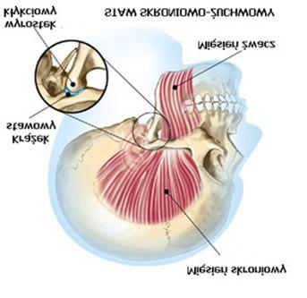 Anatomia stawów
