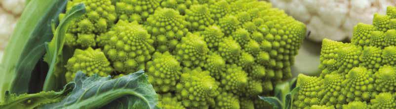 ROMANESCO Navona F1 PRZYDATNA DLA PRZEMYSŁU I ŚWIEŻEGO RYNKU + + Typowa odmiana jesienna o okresie wegetacji 85-95 dni